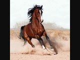 arabian Horses الخيل العربيه الاصيل