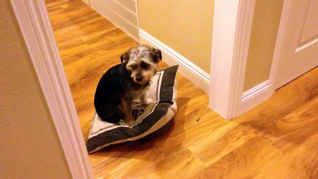 Dog rides roomba / Neato vacuum