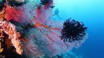Bali Diving HD (Bali Nurkowanie) - Menjangan -  Diving In National Park (HD 1080p)