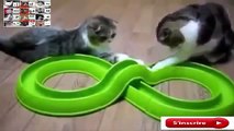 Funny Videos  Funny Cats  Funny Pranks   Funny Animals Videos   Videos Engraçados 2016