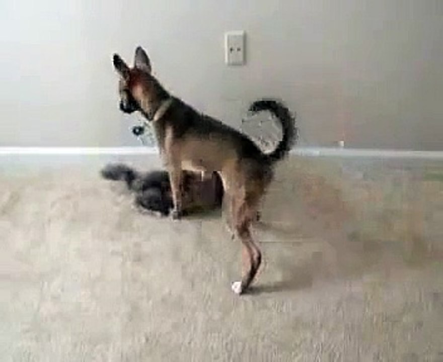 Dog and Cat Battle
