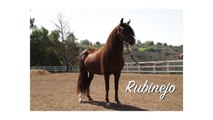 Peruvian Pasos Horses for Sale RUS Ranch