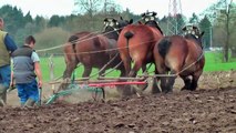Belgian Draft Horses ploughing with 8 teams of 3 horses