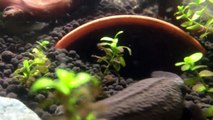 Nature aquarium for Japanese fire belly newts