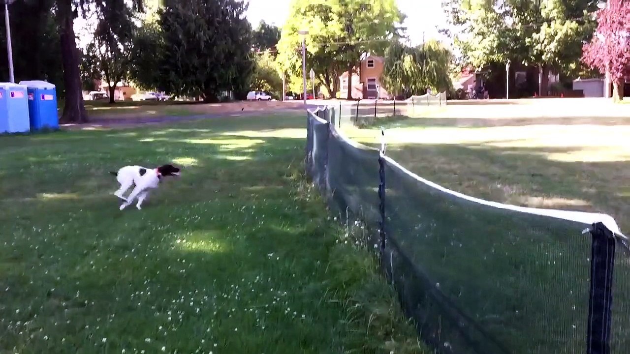 Dog Does Full Front Flip