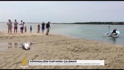 Köpek balığı için kurtarma çalışması