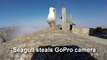 Seagull steals GoPro camera