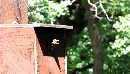 Bébé et papa rouge-queue
