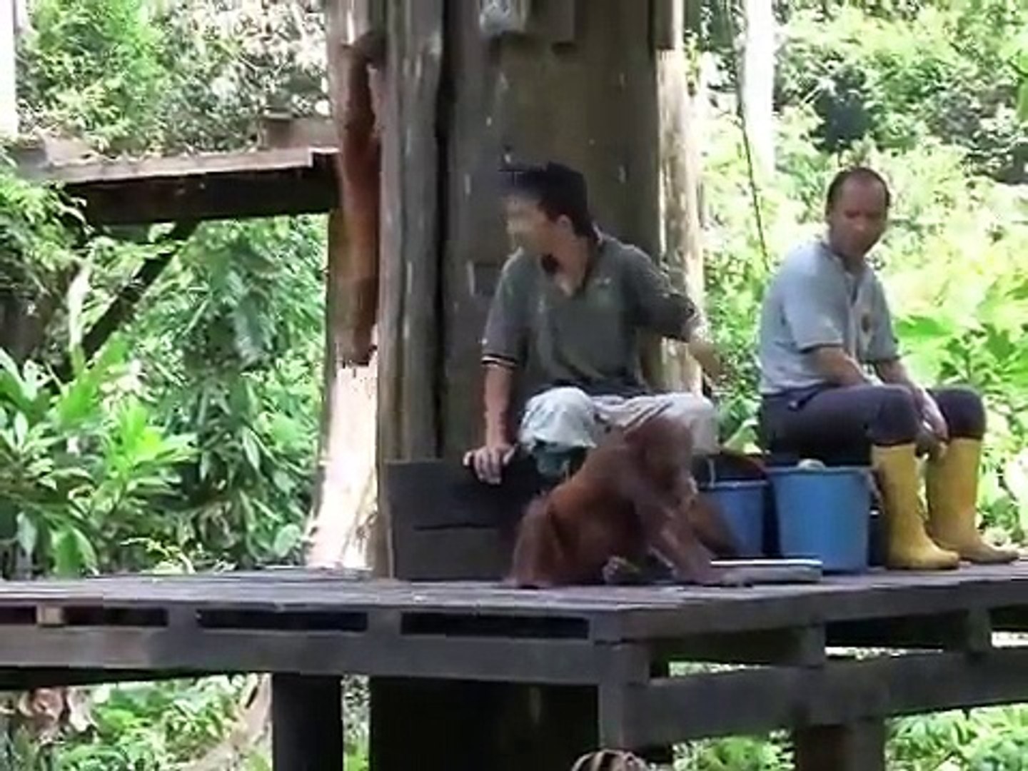 Orangutan babies - Semenggok Orangutan Rehabilitation Centre.m4v