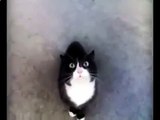 Talking Kitty Cat - No Pets Allowed - Funny Cats Talk