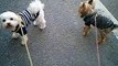 Silly Race [Yorkie v.s. Maltese v.s. Me]