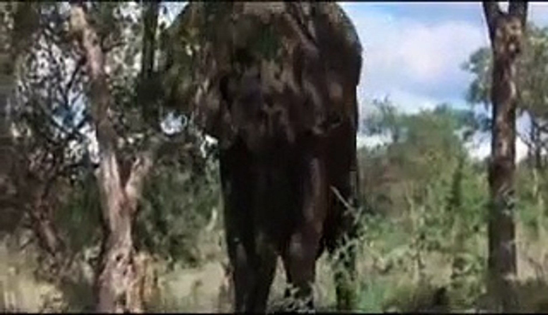 Пьяные животные