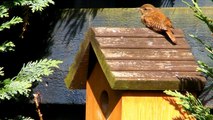 Wren - Tiny Bird Singing a Song and Sunbathing - Troglodyte Mignon Bain de Soleil