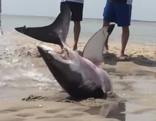 Le sauvetage d'un grand requin blanc échoué sur une plage