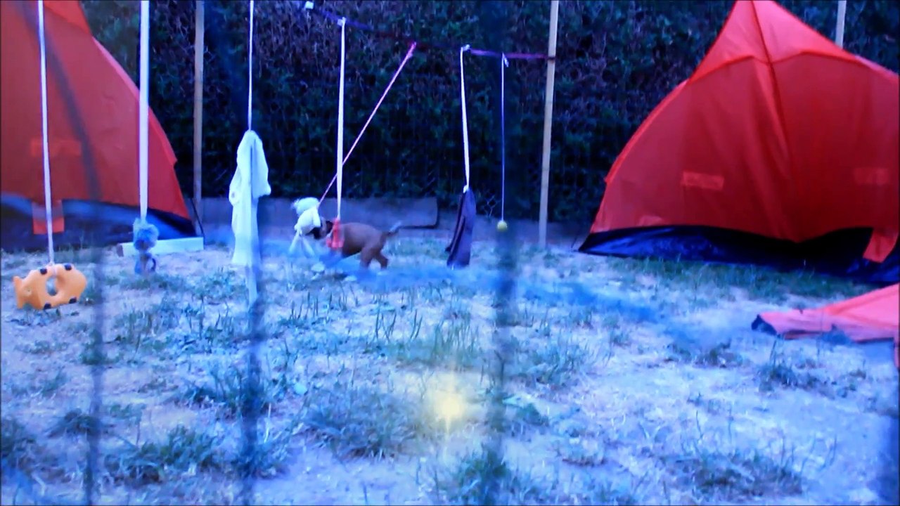 L'Hawk des Steppes Perdues (IOWA du RANCH de la RIVIERE ESPERANCE X GIOTTO du DOLON / Portée des "L" 2015)