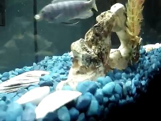 Watching Joules' fish eat each other