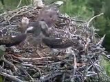 SWT Loch of the Lowes Ospreys 2010 - 2 July 19.20 - Huge live fish delivery, flips over edge of nest