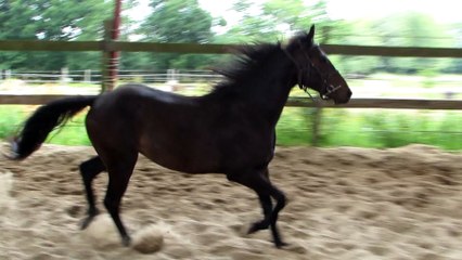 duende 4
