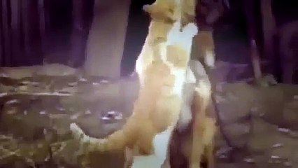 funny cats - funny cat videos - funny animals 2015 - funny video - funny cats compilation