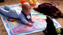 Funny Cats Funny Babies Funny Videos Funny Baby Laughing compilation 2015