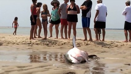 Un grand requin blanc échoué sur une plage
