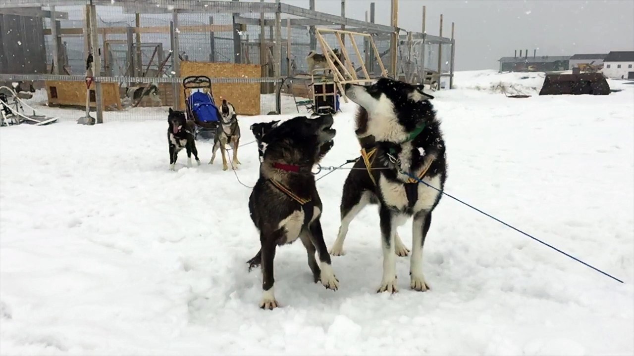 Chiens de traîneau