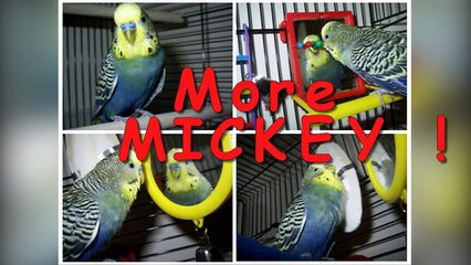 The Australian Budgie