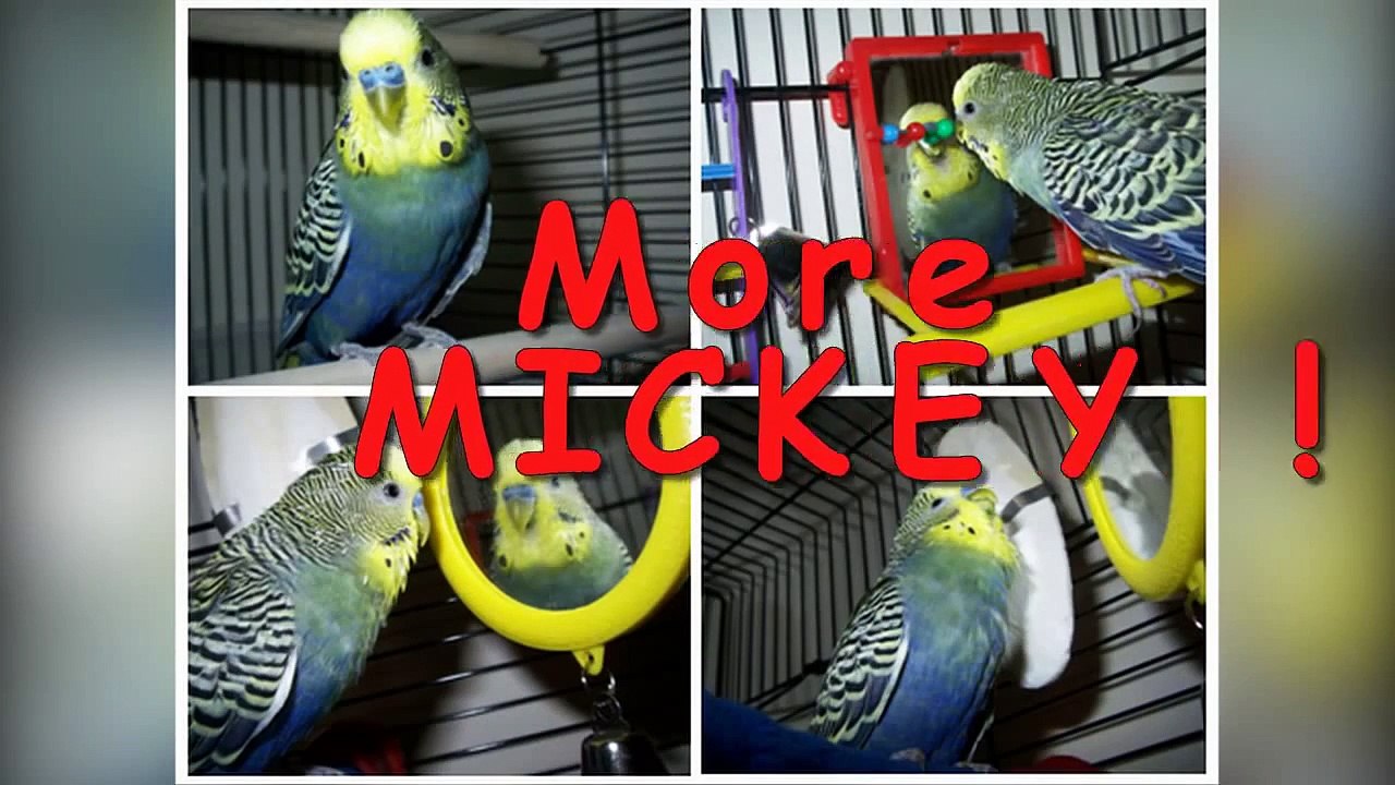 The Australian Budgie