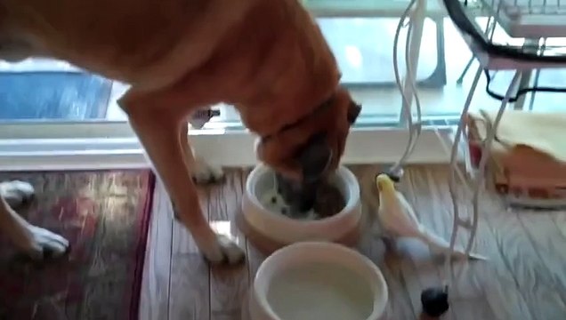 Ce chien est sans aucun doute le plus patient au monde