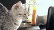 Sleepy Egyptian Mau Kitten Tells Us What She Thinks About Mornings (Funny)