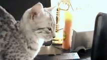 Sleepy Egyptian Mau Kitten Tells Us What She Thinks About Mornings (Funny)