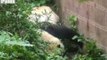 Giant Panda Attempts Her Very Own Great Escape