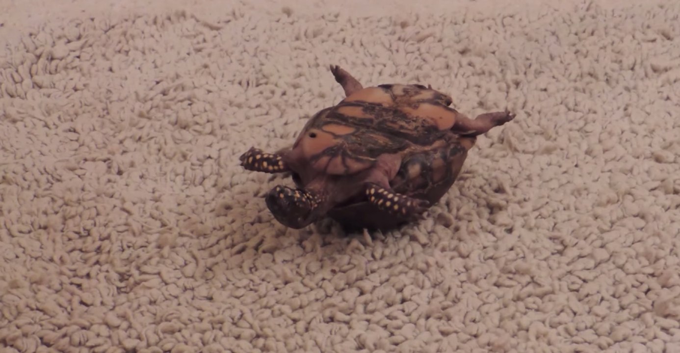 Ambitious Turtle Myrtle Flips 180 Degrees