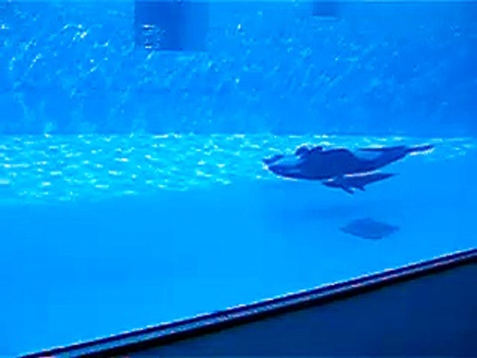 シャチとイルカ