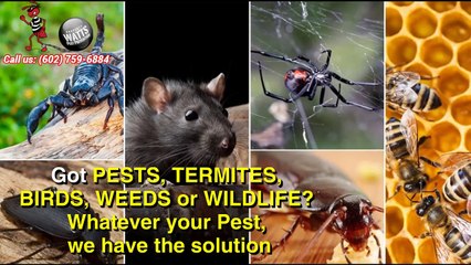Best Pest Control Services Can Protect Your Home-Wattspest.com