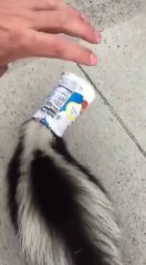 Un furet avec un gobelet coincé sur la tête