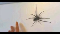 Big Jumping Spider Attacks Man - Ugly Spider - Scary Spider - Big Spider