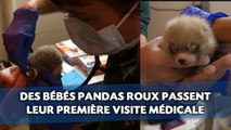 Des bébés pandas roux passent leur première visite médicale