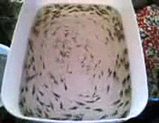 Miracle d'ALLAH : Des poissons le jour de 'Arafa  ۩ ۞  ALLAHou AKBar ۩ ۞ Masha ALLAH