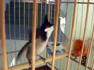 Chào Mào "Cái Bang" Hội Chim Điện Ngọc.Quảng Nam.