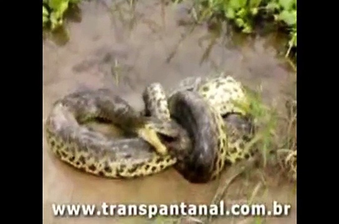 Biggest wild animal fights !!