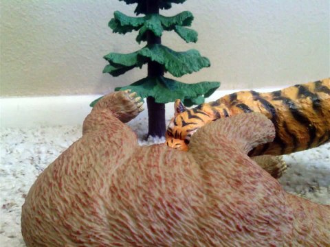 Animal Adventures Studios Presents - Animal Face-Off: Brown Bear vs Siberian Tiger