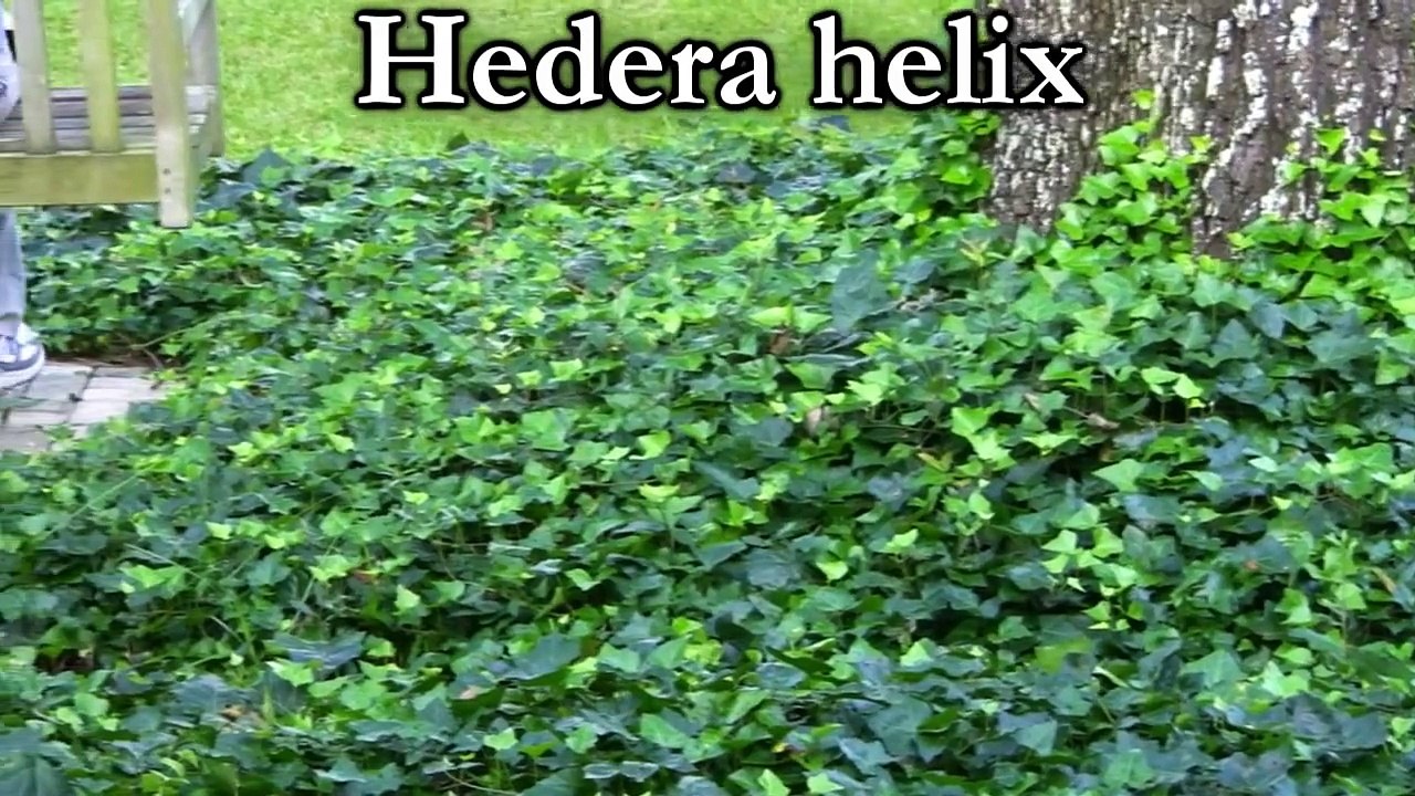 English Ivy Vine - Fast Growing Ground Cover Plant For Privacy Fences