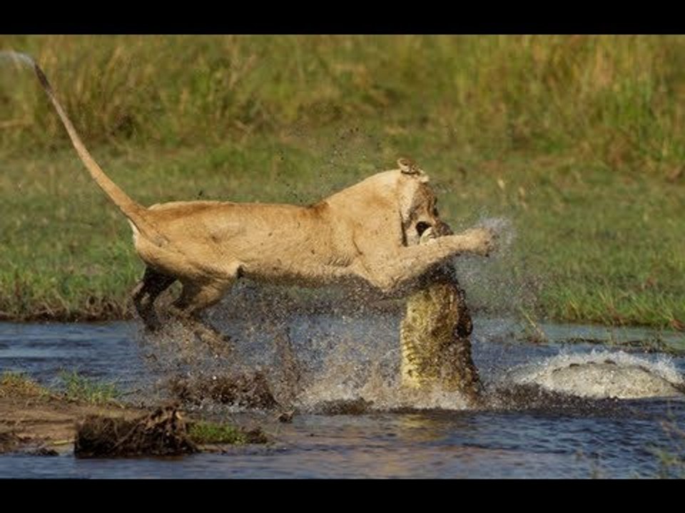 lion vs. crocodile