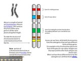 Chromosomes, genes and alleles