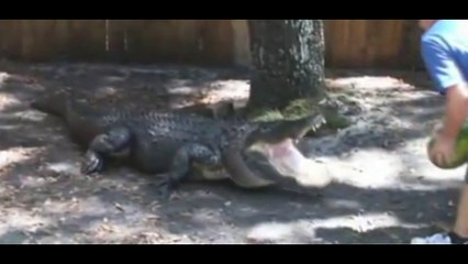 Крокодил и арбуз