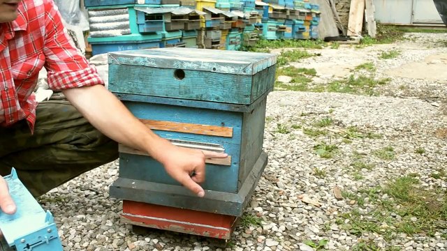 пчеловодство, с чего начать. №1