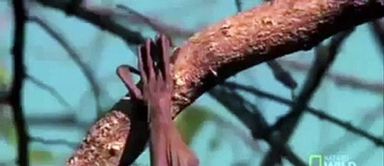 Animal attack HD ll 2015   lions attack big crocodile ! Who Win