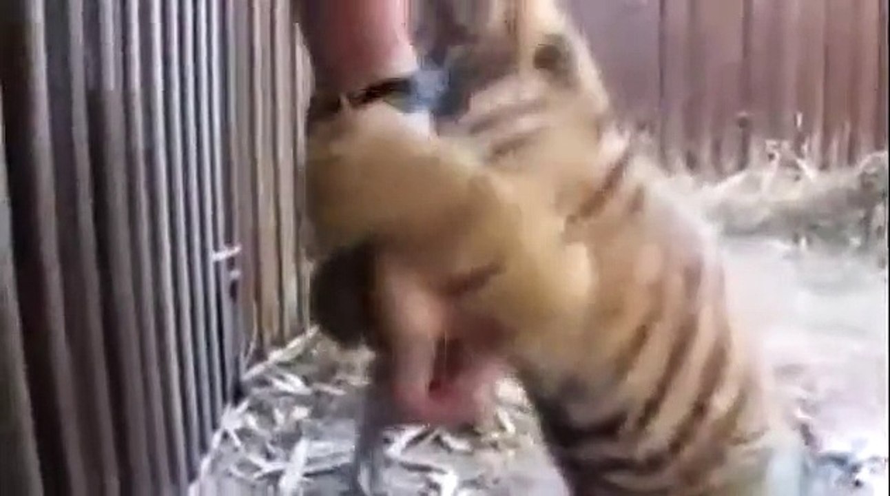 Aggression animal 4 attack live animals