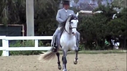 ARGENTO, LUSITAN HORSE. ARGENTO CABALLO PORTUGES. RANCHO SEÑORA FINA.